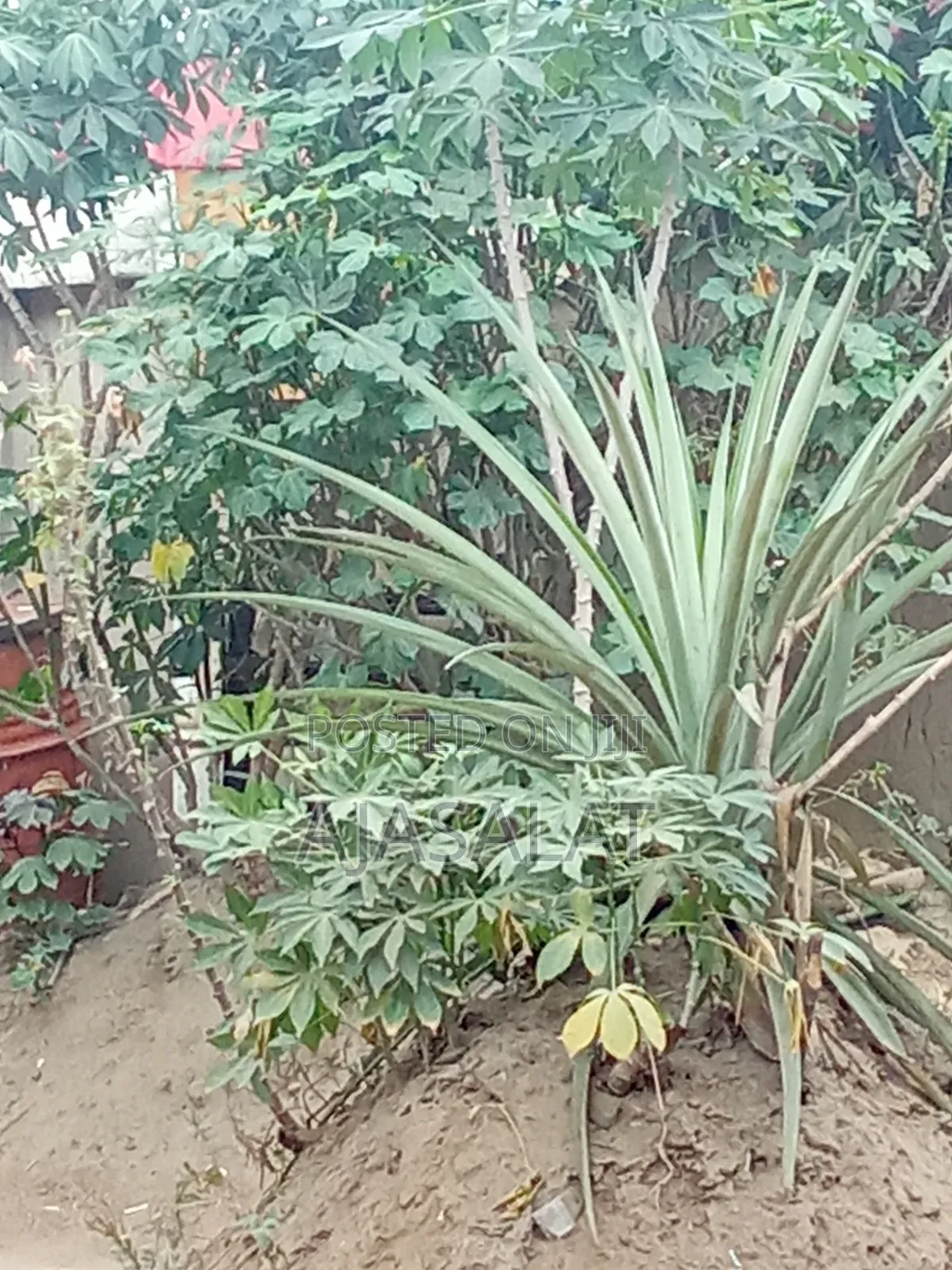 30 and 20 Acres of Land Four Sale in Obafemi-Owode