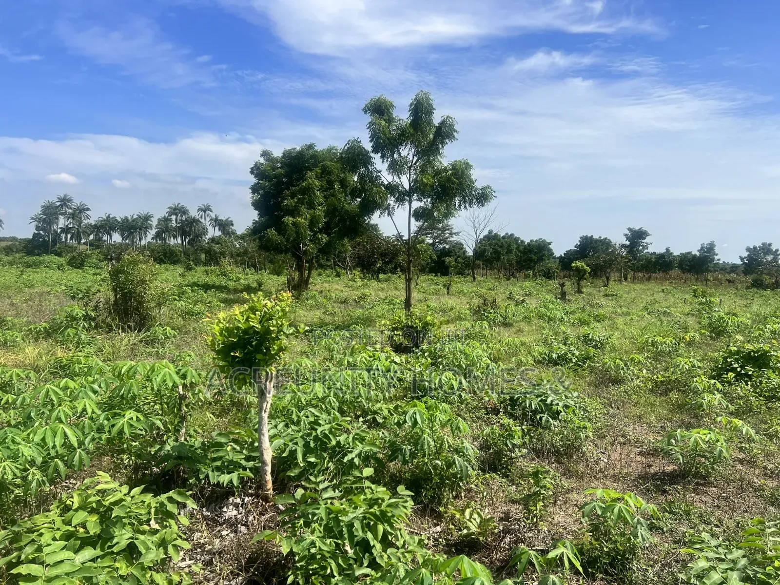 7 Acres of Fertile Farmland – Ladile Village, Iseyin, Oyo State in Iseyin