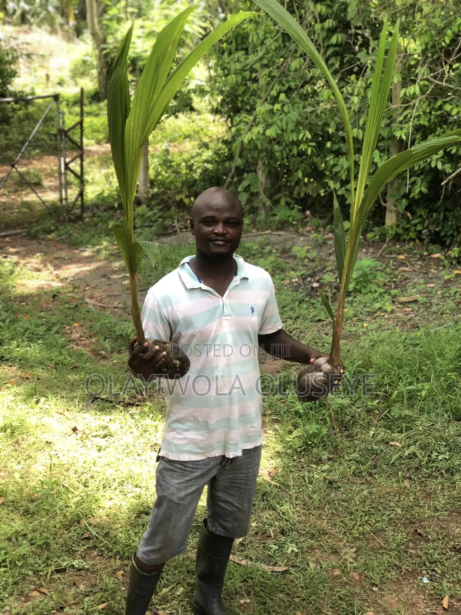 Own a Plantation Farm in Ogun State, Nigeria in Obafemi-Owode