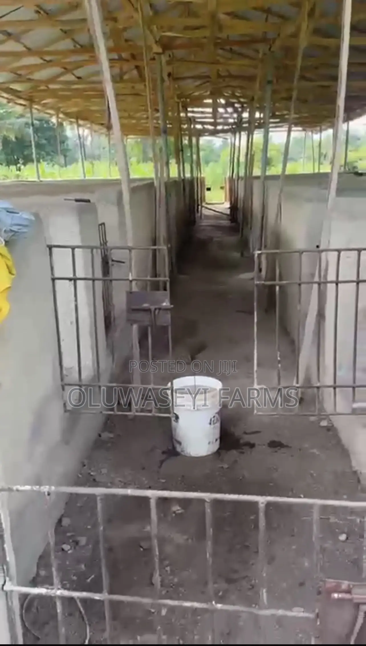 Pig Farm for Sale in Osogbo
