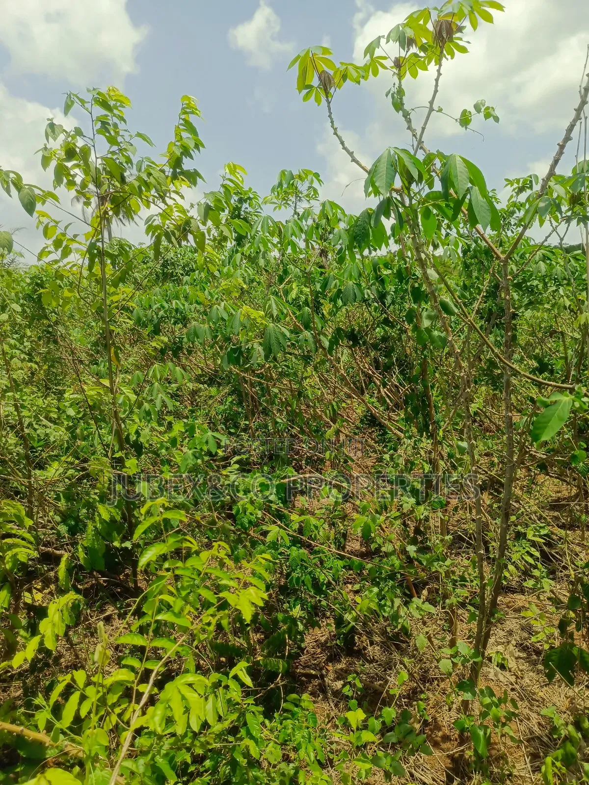 Acre of Farm Land at Adegbokan Village Isiun in Obafemi-Owode