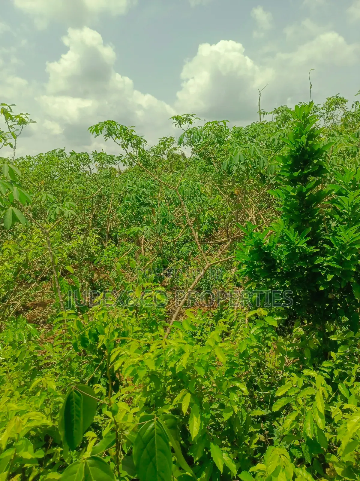 Acre of Farm Land at Adegbokan Village Isiun in Obafemi-Owode