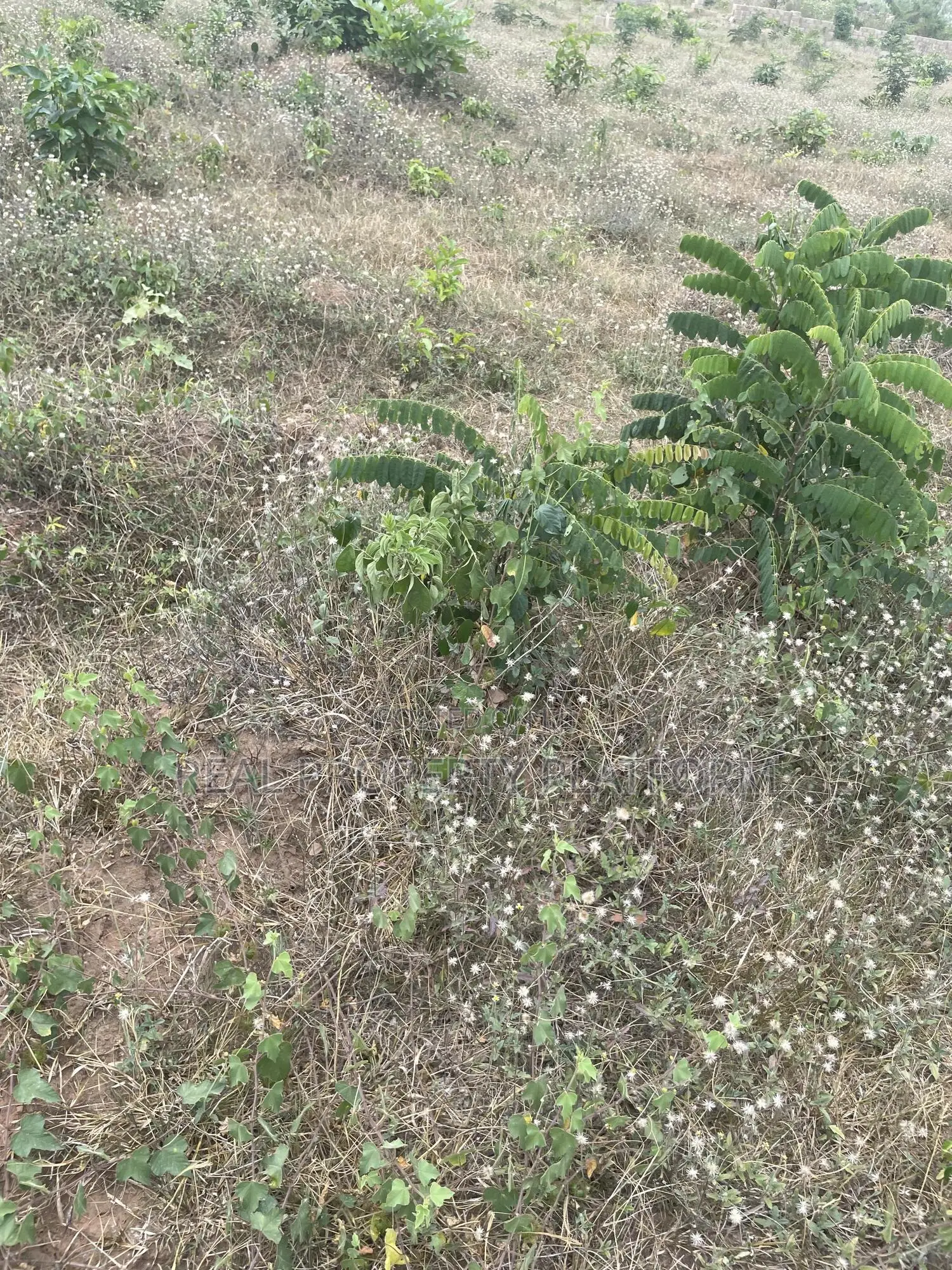 West Park and Gardens Ibadan in Oluyole