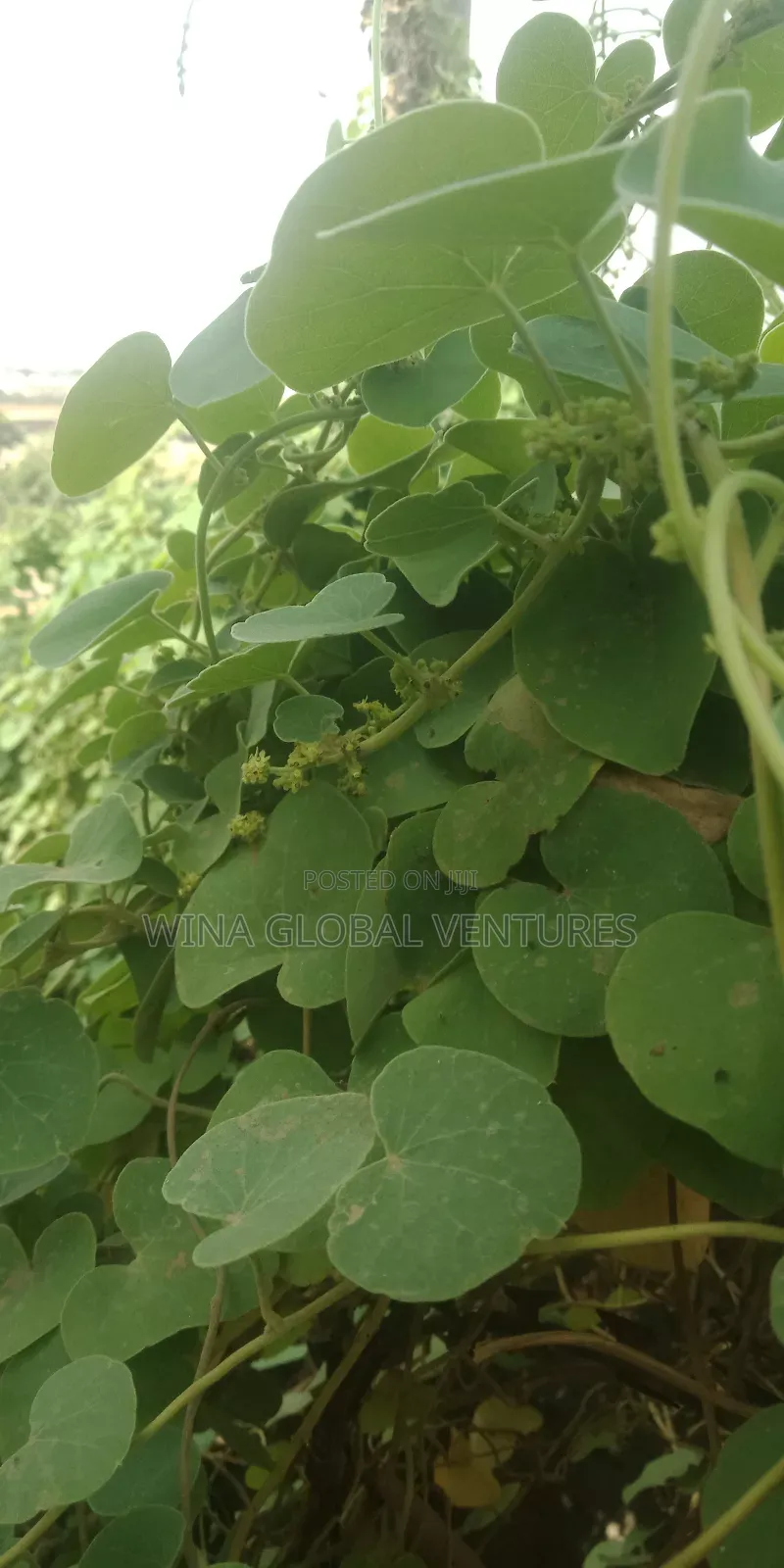 Land for Sale in Kuje