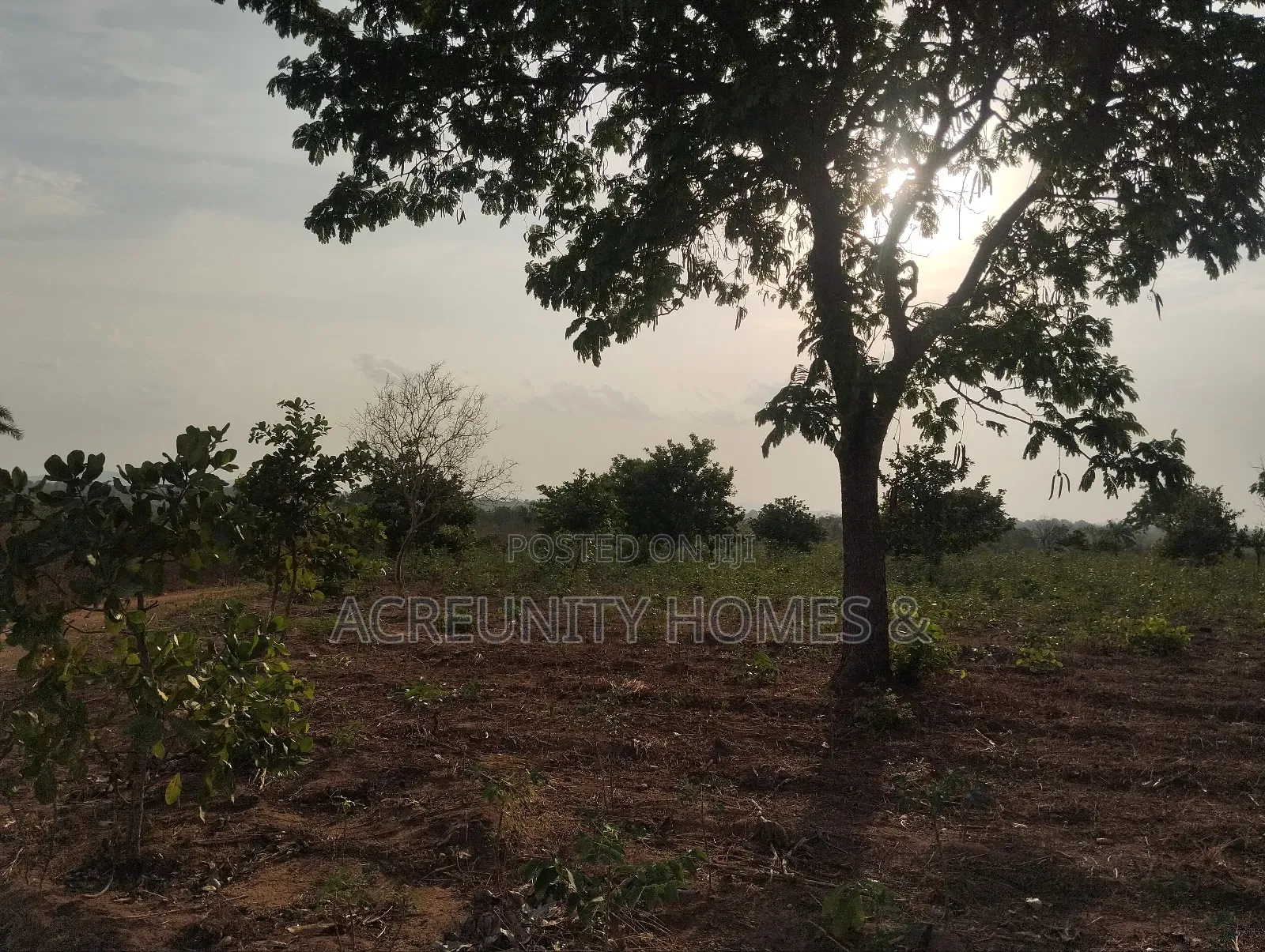 7 Acres of Fertile Farmland – Ladile Village, Iseyin, Oyo State in Iseyin