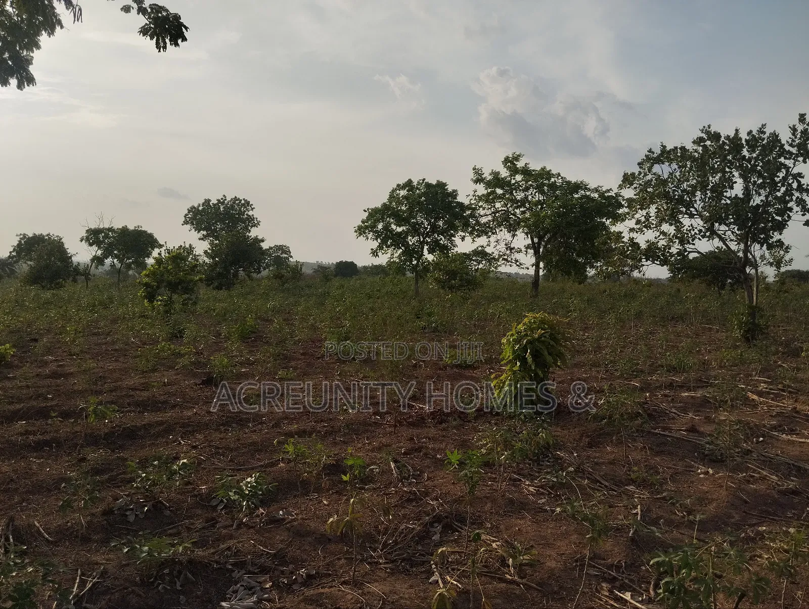 7 Acres of Fertile Farmland – Ladile Village, Iseyin, Oyo State in Iseyin
