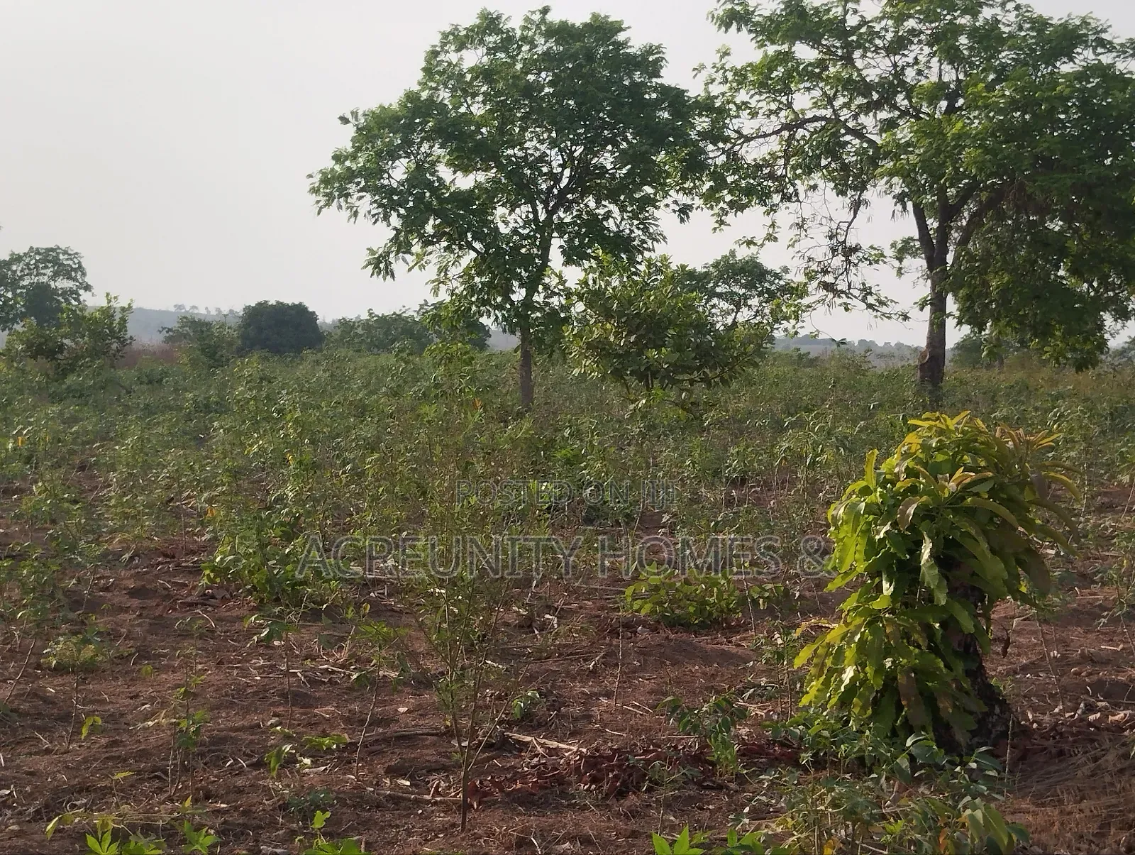 7 Acres of Fertile Farmland – Ladile Village, Iseyin, Oyo State in Iseyin