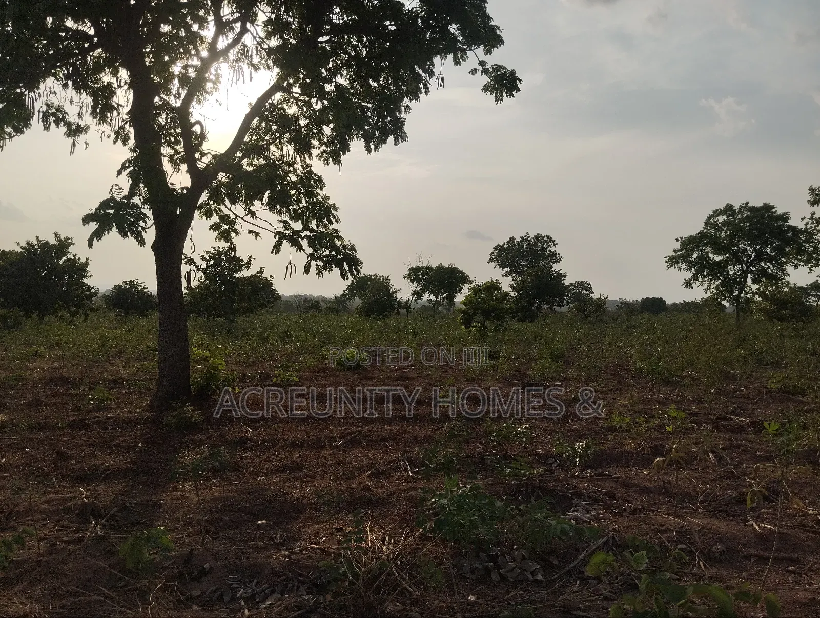 7 Acres of Fertile Farmland – Ladile Village, Iseyin, Oyo State in Iseyin