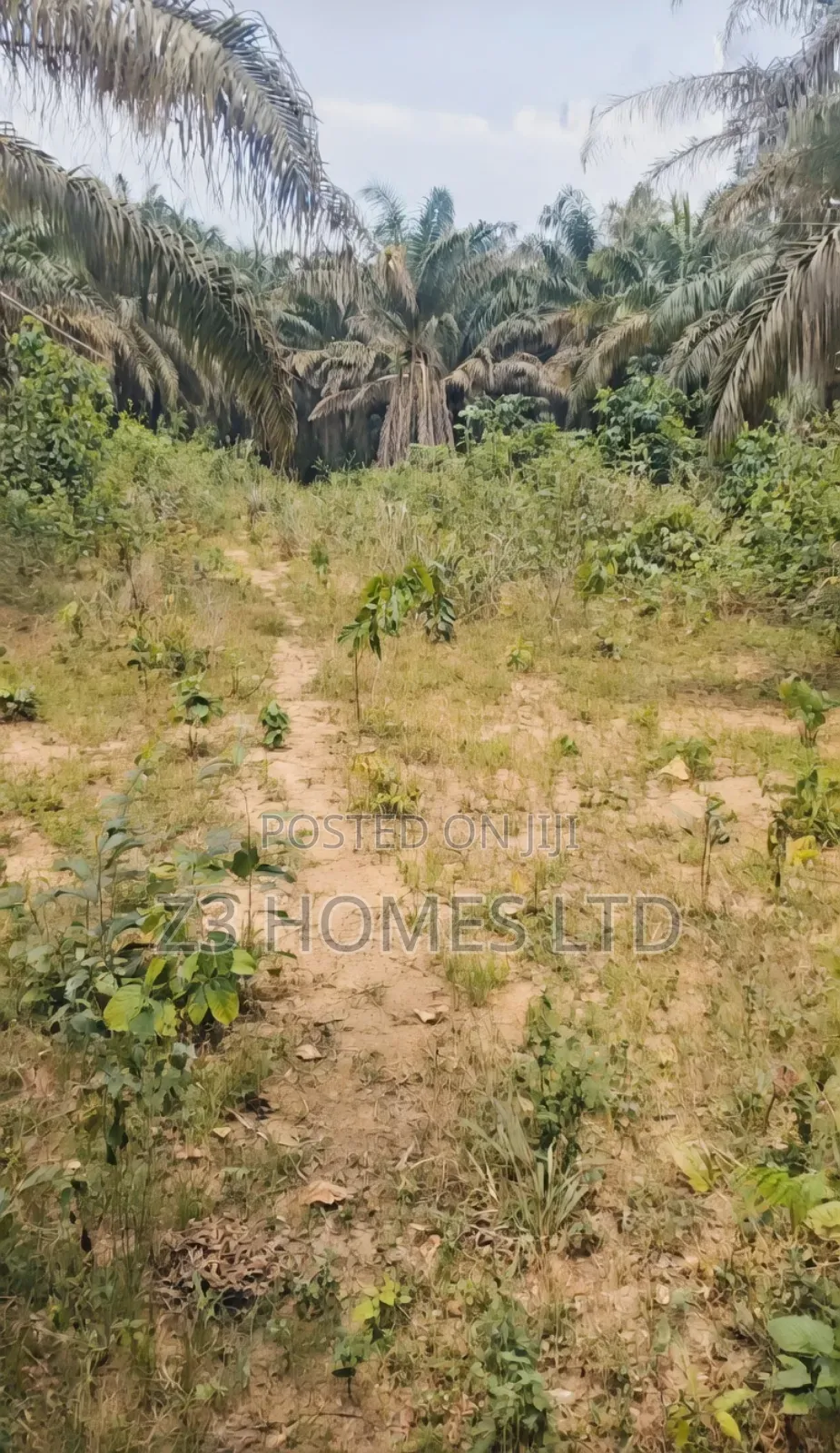 Olive City Estate A in Etche