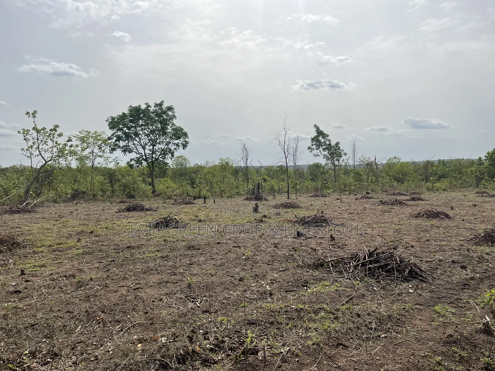 Fertile Agricultural Farmland at Iwajowa Lga Iwere-Ile 126 Acres in Iwajowa