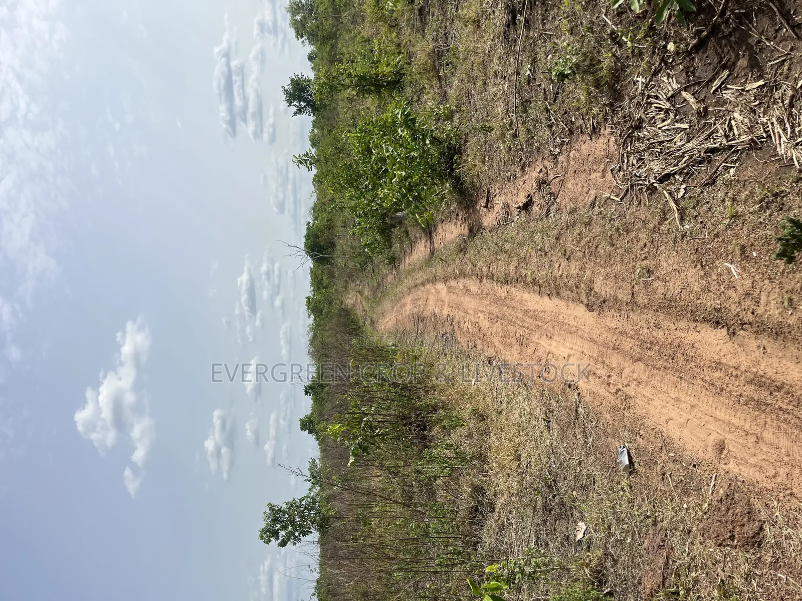 Fertile Agricultural Farmland at Iwajowa Lga Iwere-Ile 126 Acres in Iwajowa