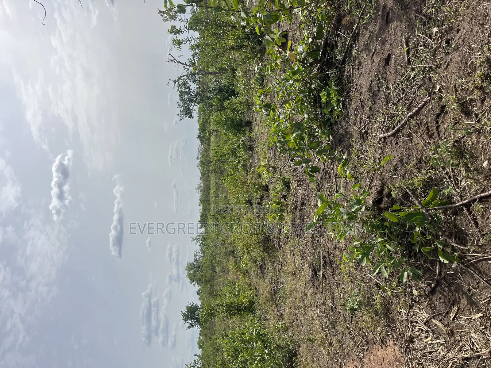 Fertile Agricultural Farmland at Iwajowa Lga Iwere-Ile 126 Acres in Iwajowa