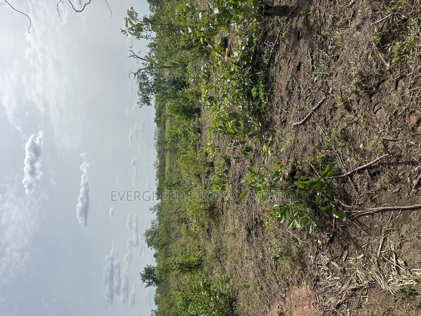 Fertile Agricultural Farmland at Iwajowa Lga Iwere-Ile 126 Acres in Iwajowa