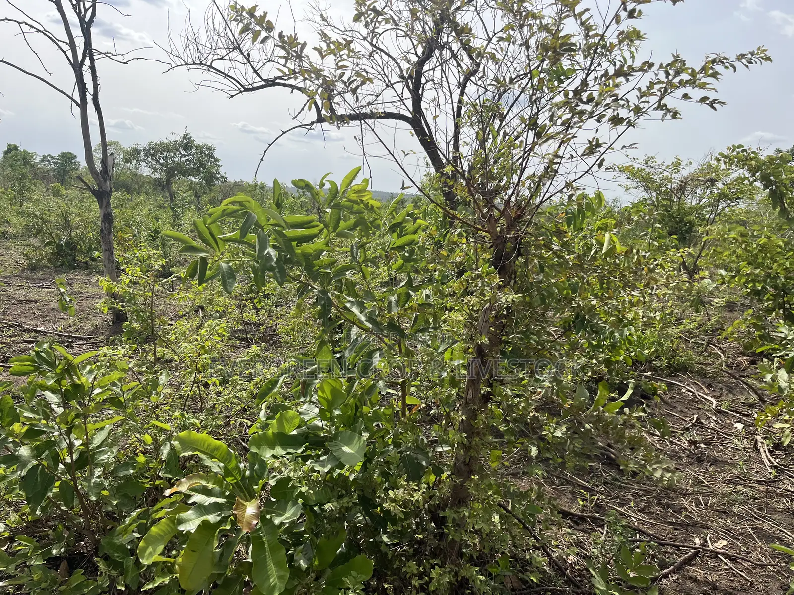 Fertile Agricultural Farmland at Iwajowa Lga Iwere-Ile 126 Acres in Iwajowa