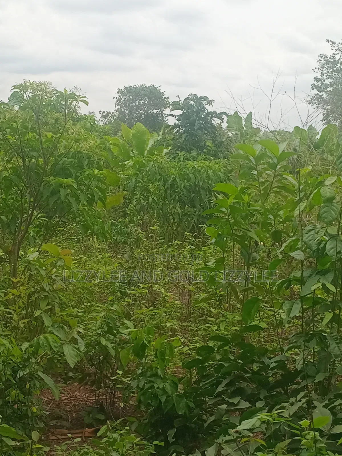 About 200 Acres of Land, for Sale, at #3,000,000 60 by 120 Per Plot in Ilaro