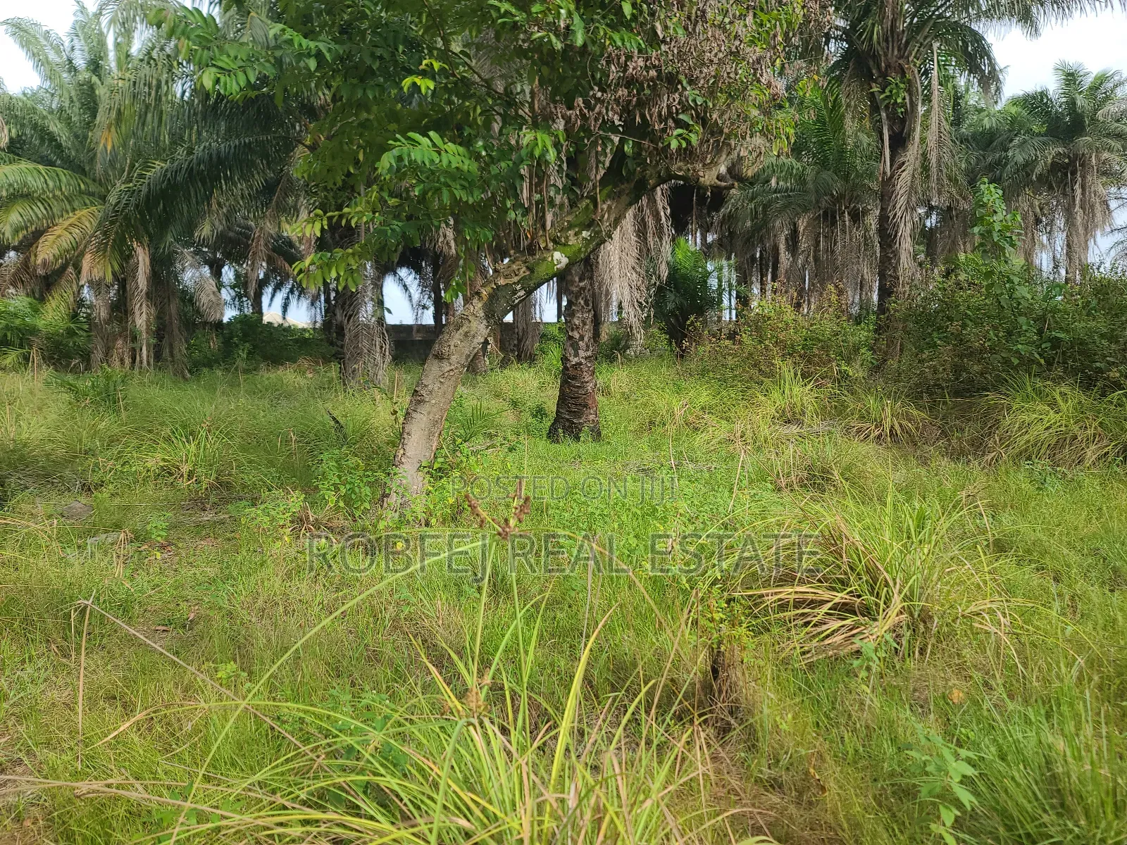 Own an Ocean View Plot for N9m in Eleko