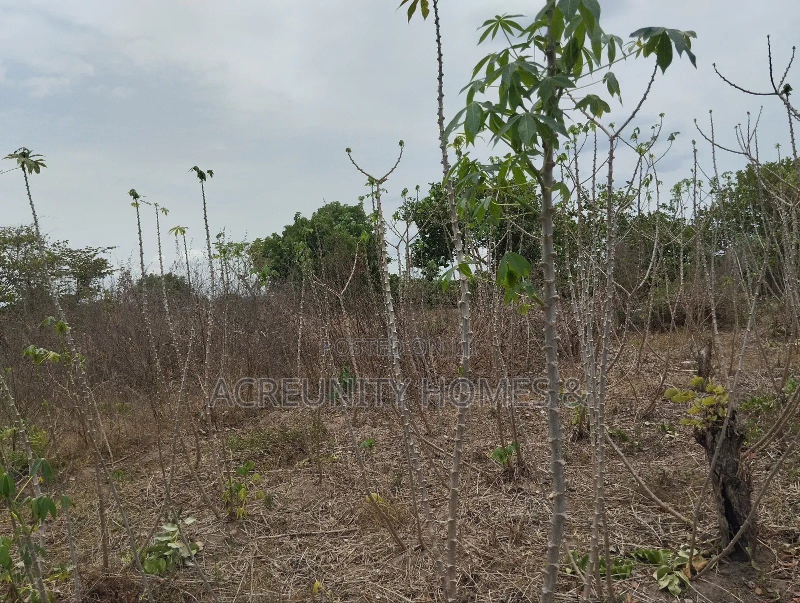 200 Acres of Fertile Farmland–Kisanija Village, Okeho, Kajola Lg Oyo S in Kajola