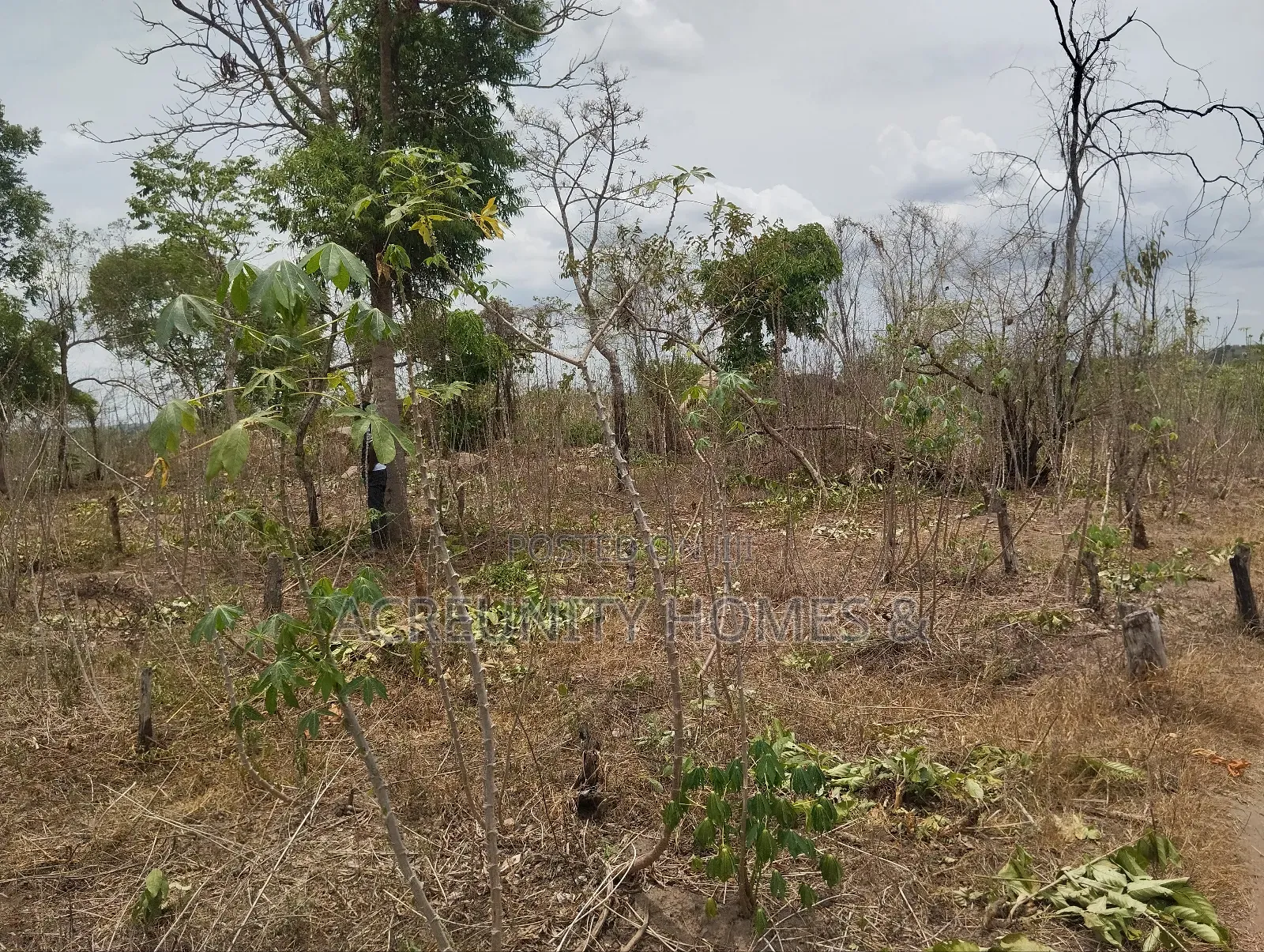 200 Acres of Fertile Farmland–Kisanija Village, Okeho, Kajola Lg Oyo S in Kajola