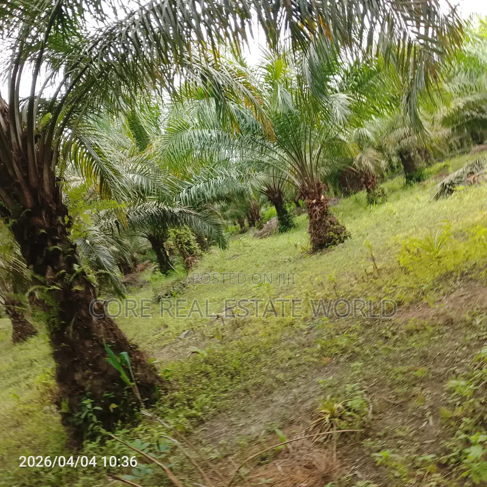 19 Plots of Fruiting Palm Trees, Delta State in Burutu
