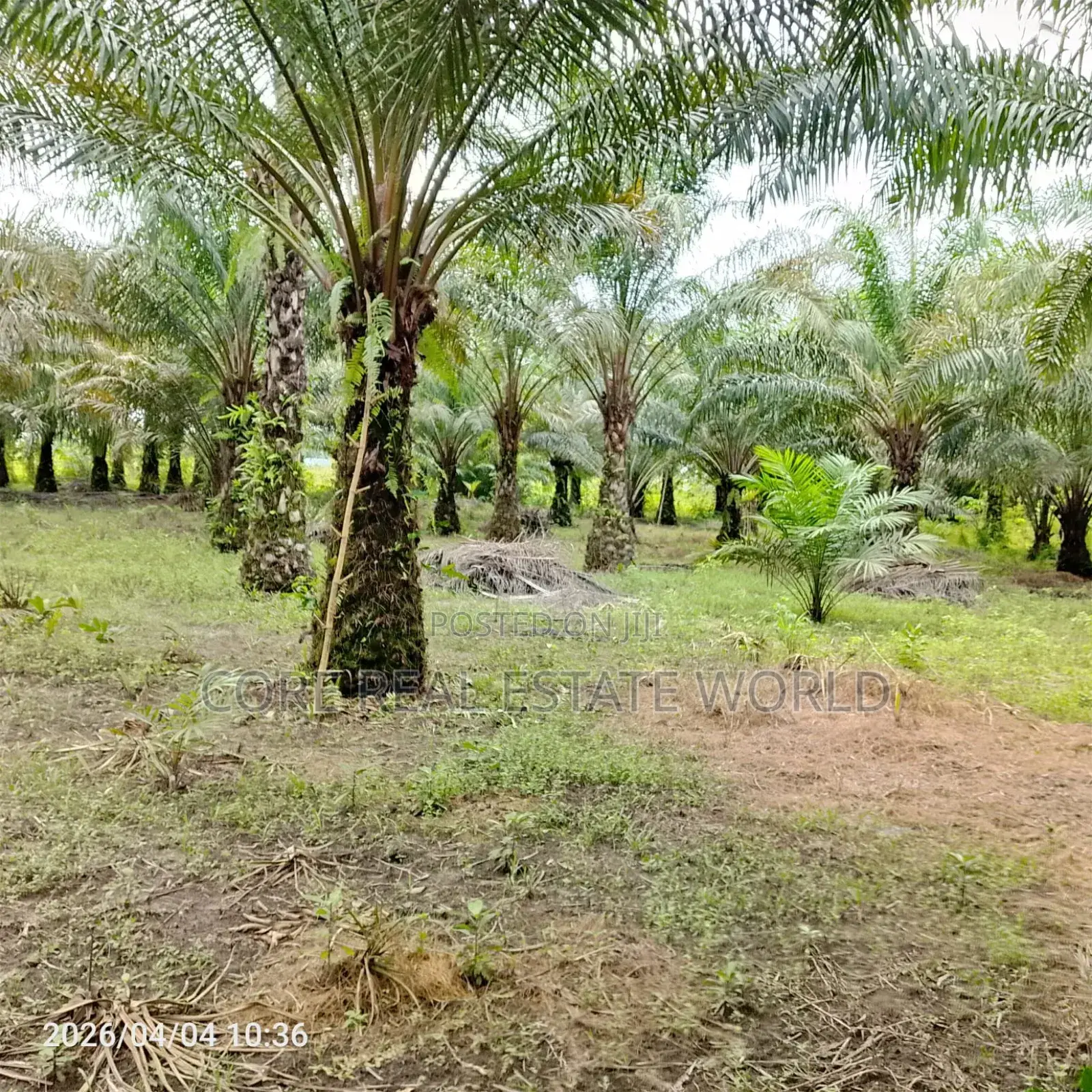 19 Plots of Fruiting Palm Trees, Delta State in Burutu