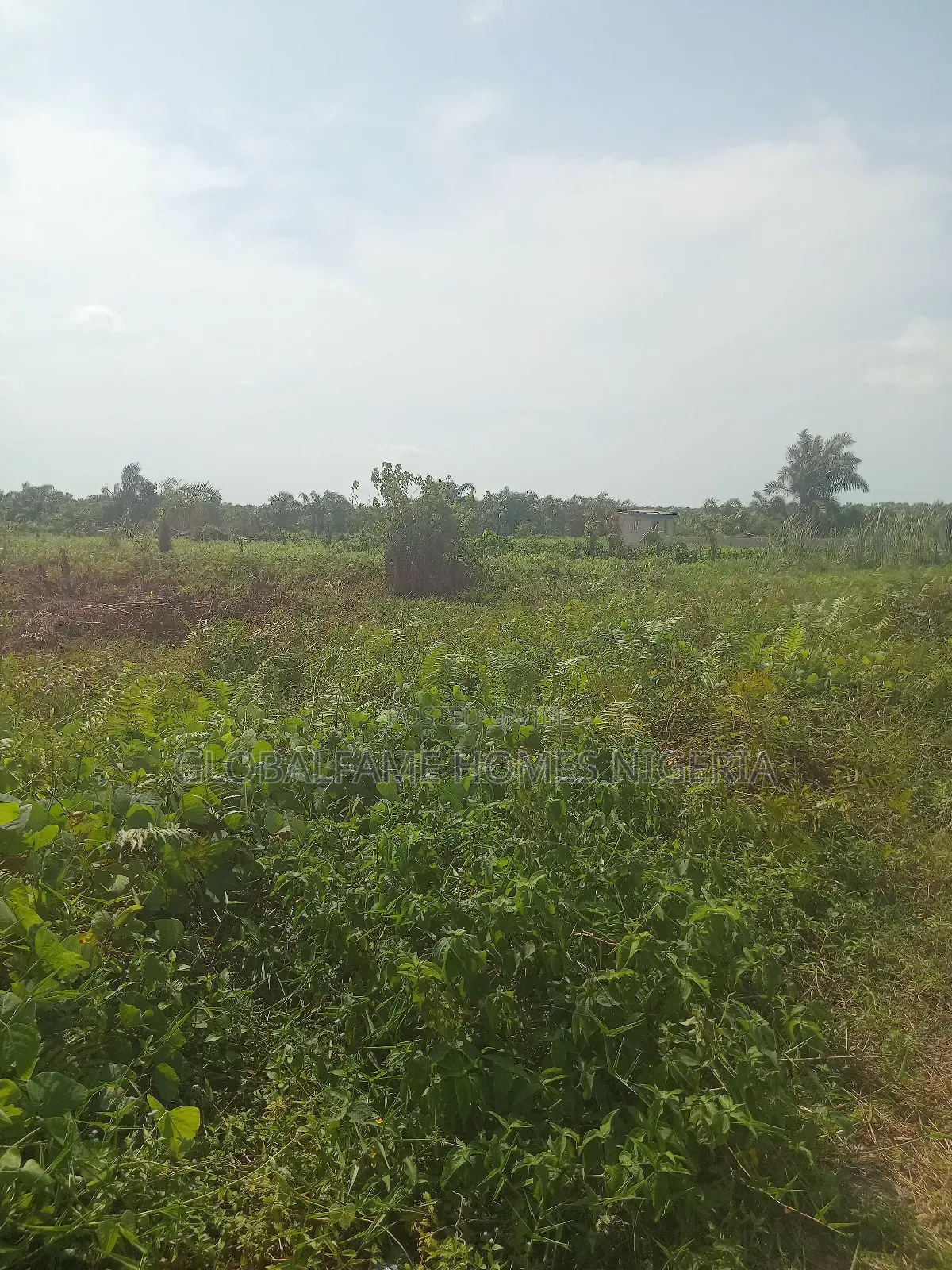 Land for Sale in Bogije