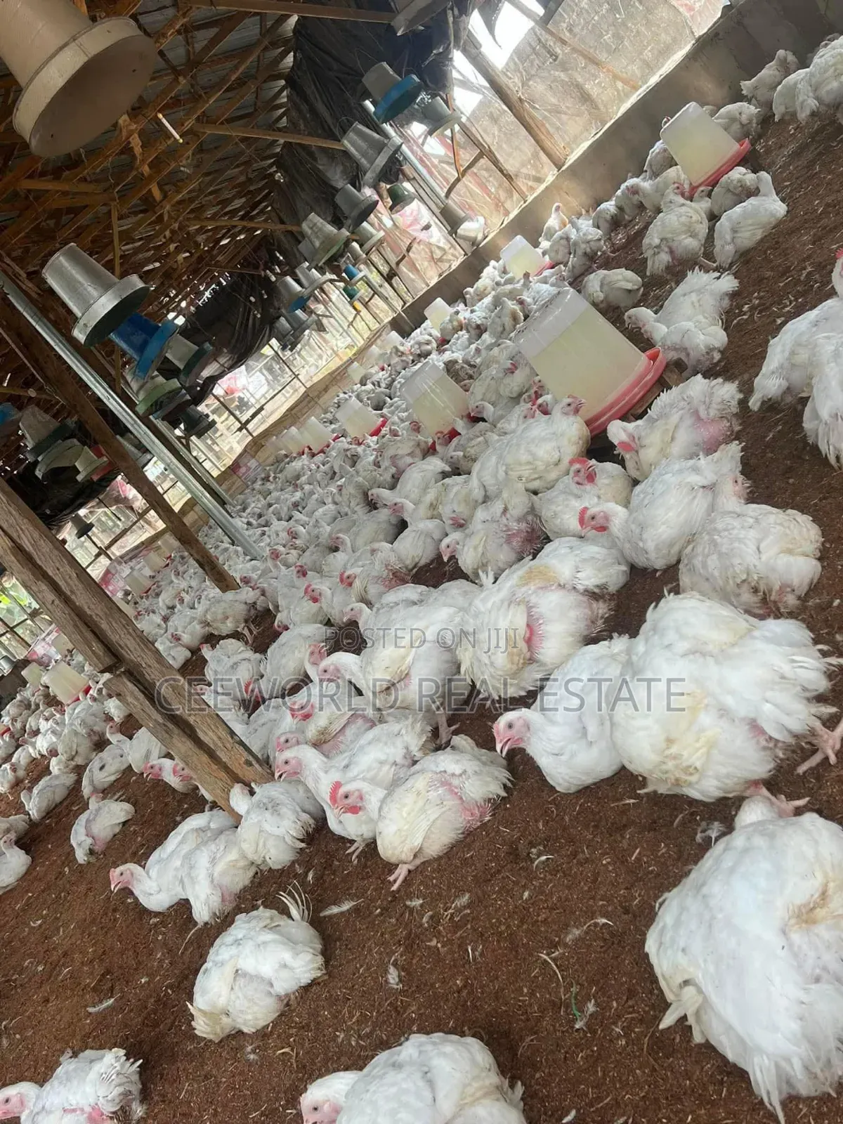 Poultry Farm for Lease at Akala Express Way Oluyole Extension in Akala Express
