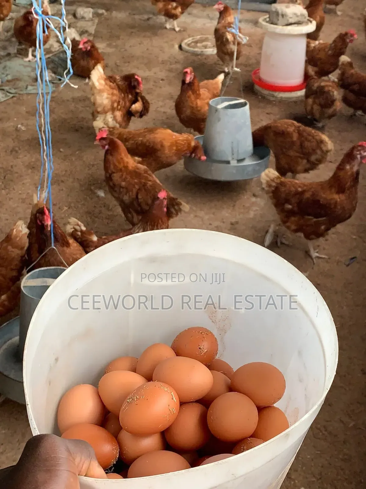 Poultry Farm for Lease at Akala Express Way Oluyole Extension in Akala Express
