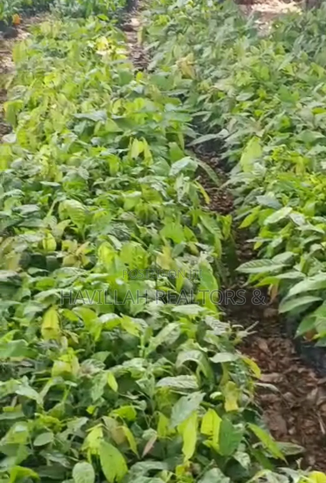 Palm Oil Investment (Owo Epo) in Obafemi-Owode
