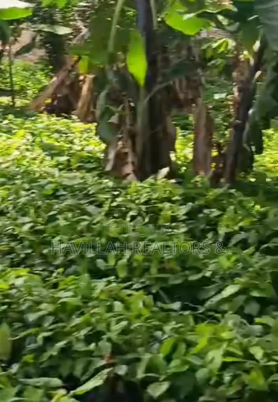 Palm Oil Investment (Owo Epo) in Obafemi-Owode