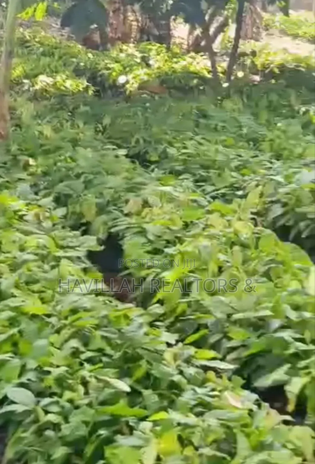 Palm Oil Investment (Owo Epo) in Obafemi-Owode