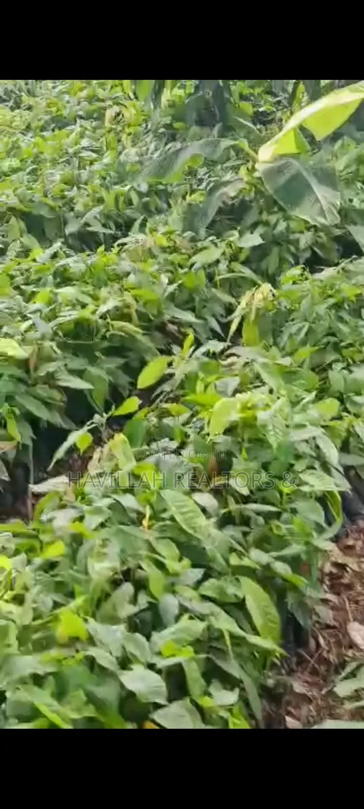 Palm Oil Investment (Owo Epo) in Obafemi-Owode