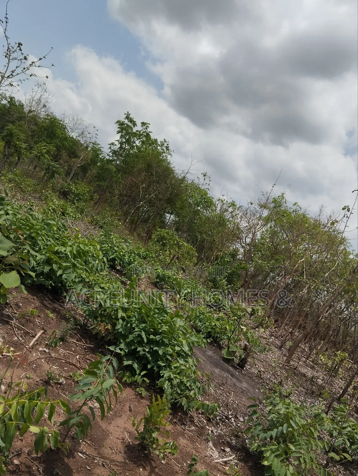 25 Acres of Farmland for Sale, Lakab Bus Stop, Iseyin Ibadan Oyo State in Iseyin