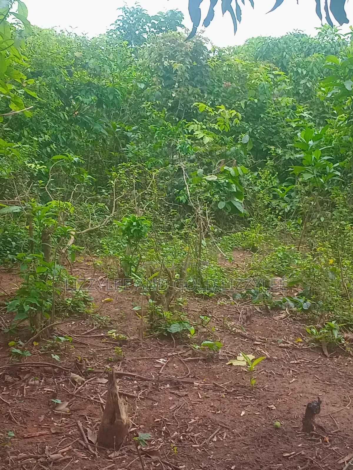 1000 Acres of Farmland for Sale in Iwajowa