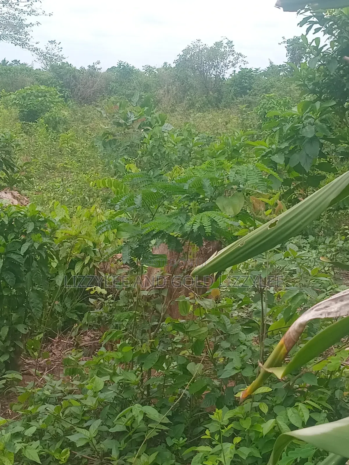 1000 Acres of Farmland for Sale in Iwajowa