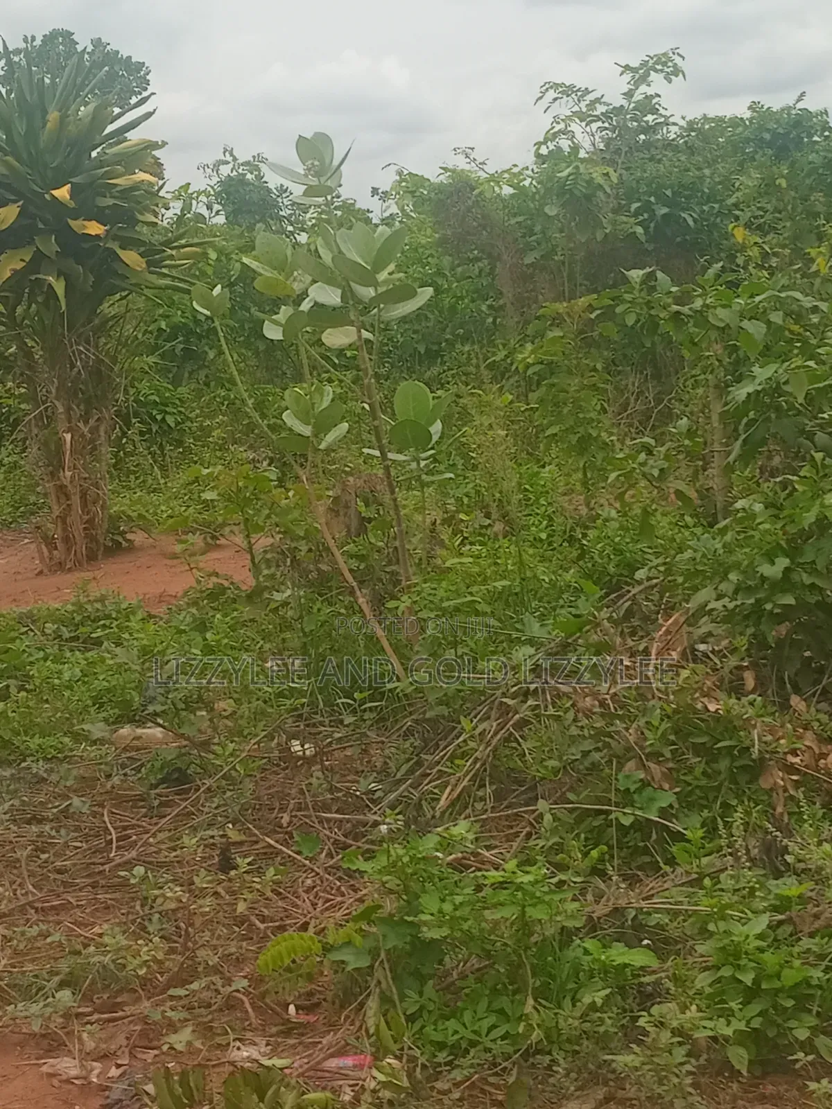 1000 Acres of Farmland Is Available for Sale in Abeokuta South