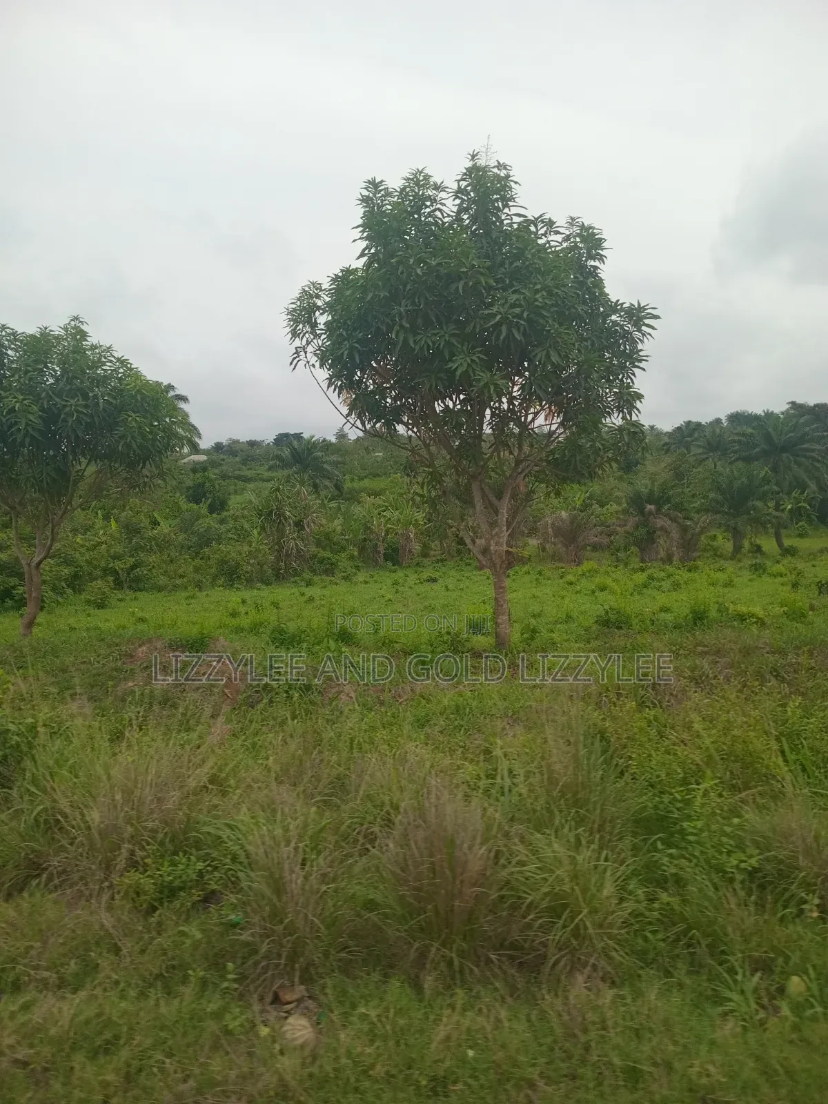 1000 Acres of Farmland Is Available for Sale in Abeokuta South