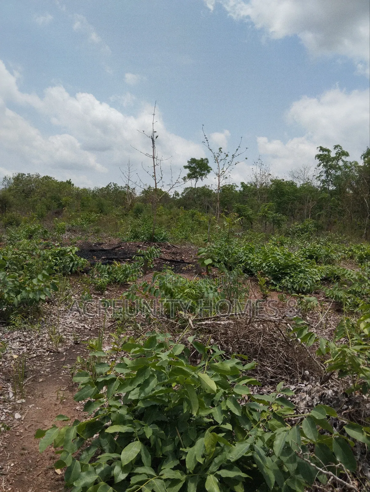 58 Acres of Farmland Available, Alagbede Village, Iseyin, Oyo State in Iseyin