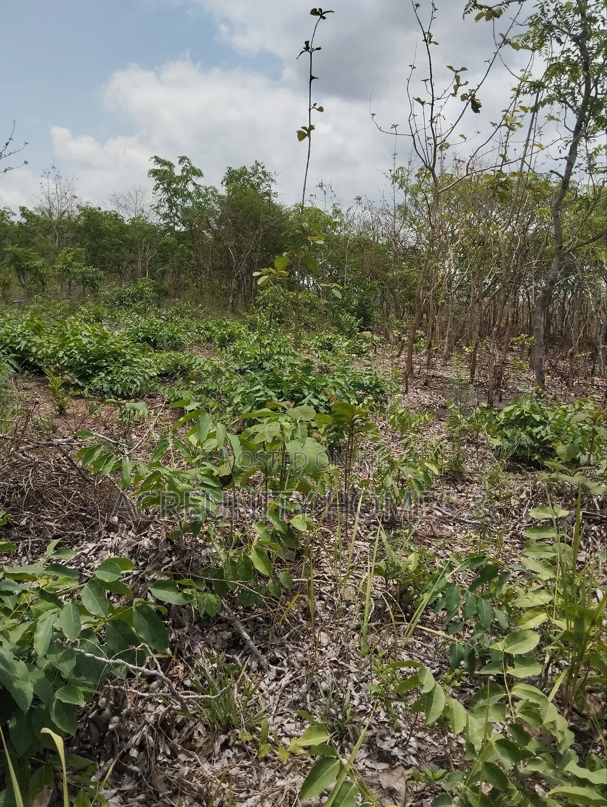 58 Acres of Farmland Available, Alagbede Village, Iseyin, Oyo State in Iseyin