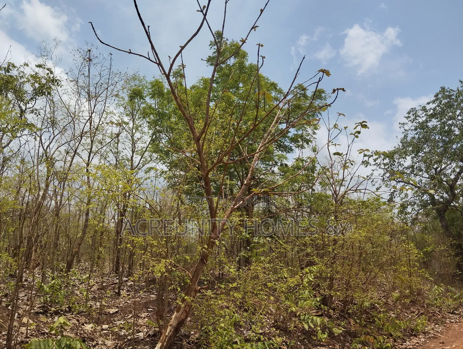 500 Acres of Fertile Farmland for Sale in Kisanija, Okeho (Kajola Lga) in Iseyin