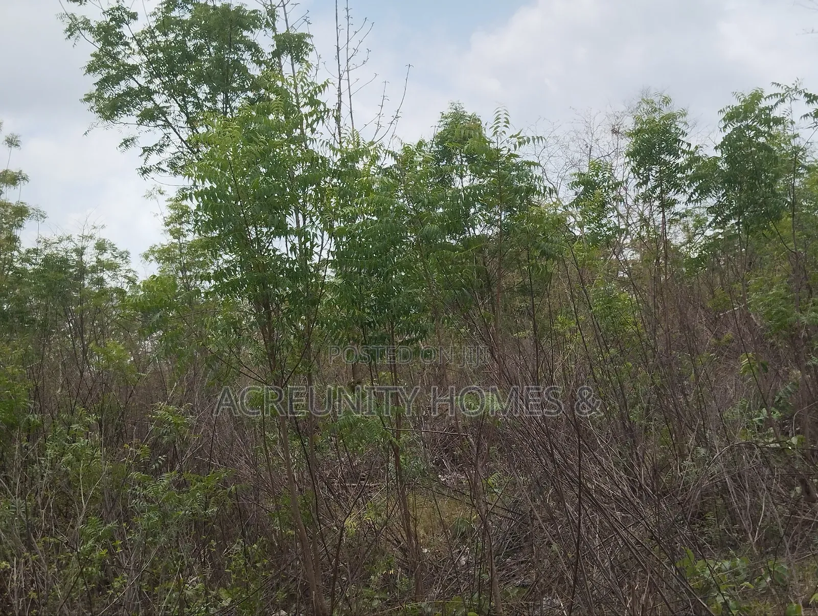 500 Acres of Fertile Farmland for Sale in Kisanija, Okeho (Kajola Lga) in Iseyin