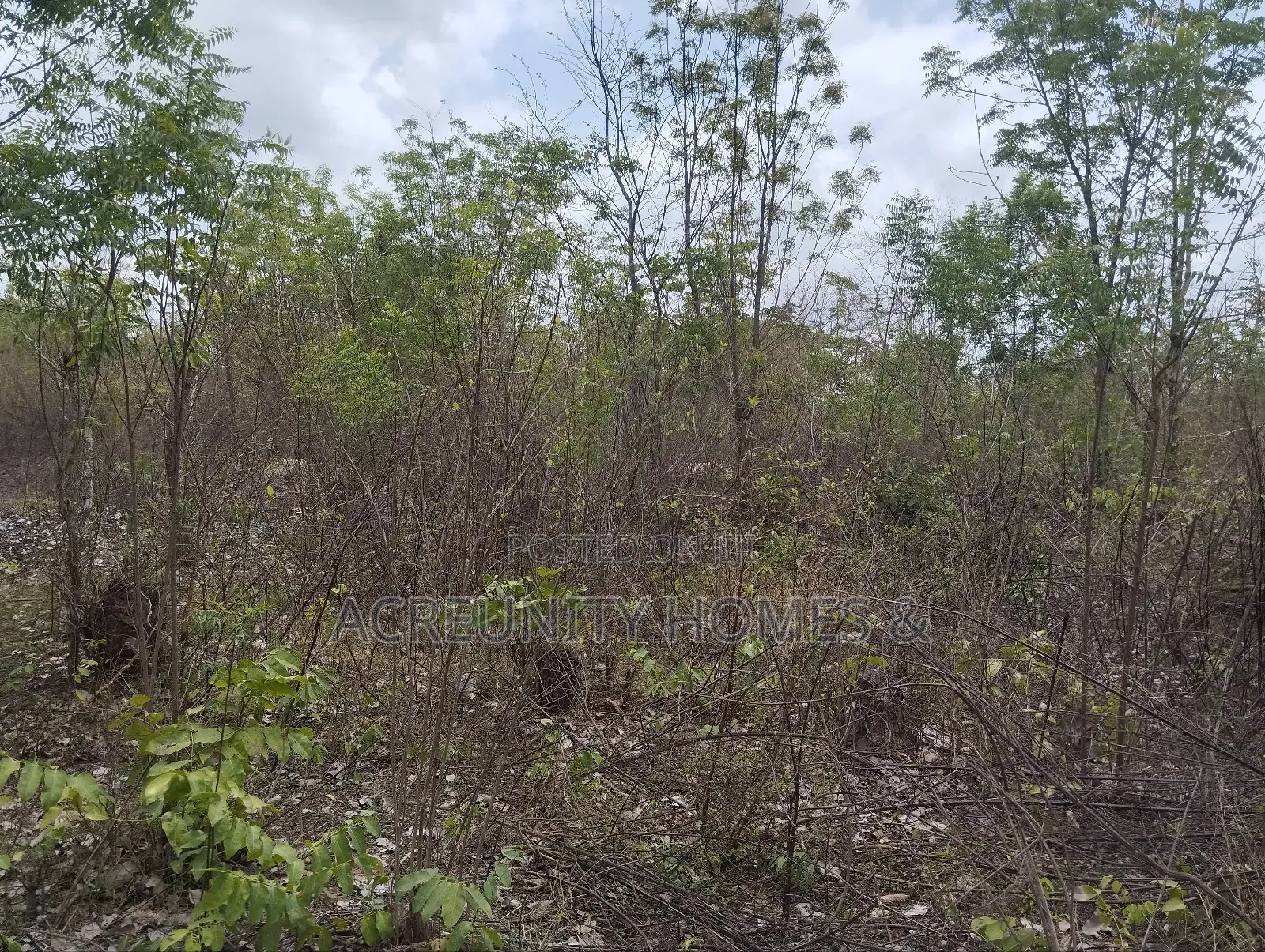 500 Acres of Fertile Farmland for Sale in Kisanija, Okeho (Kajola Lga) in Iseyin
