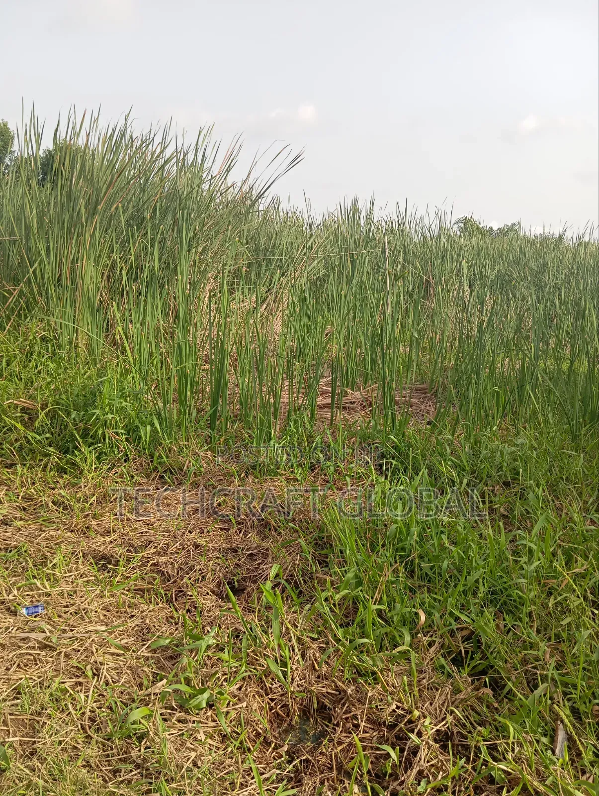 Fastest Finger Up for Grab Buy Build Land for Sale in Sangotedo in Sangotedo