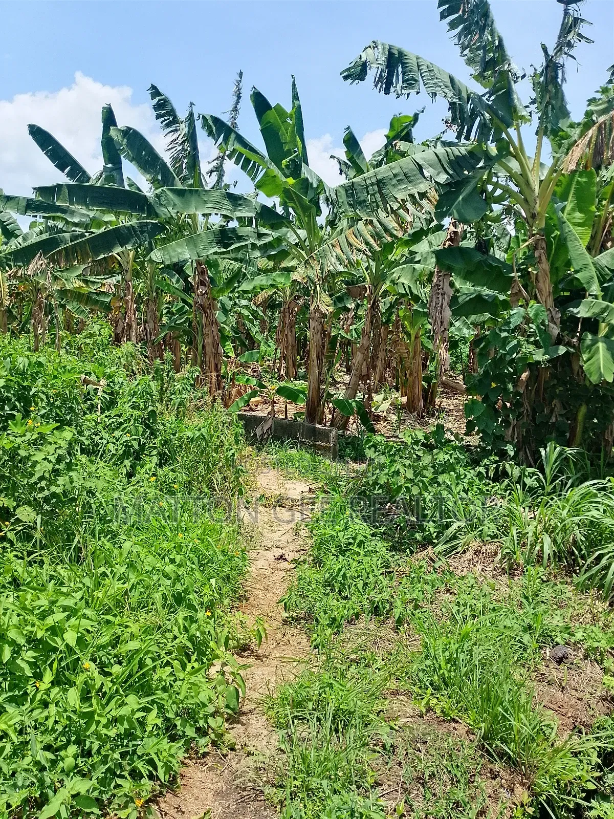 Virgin Land in Igbogbo