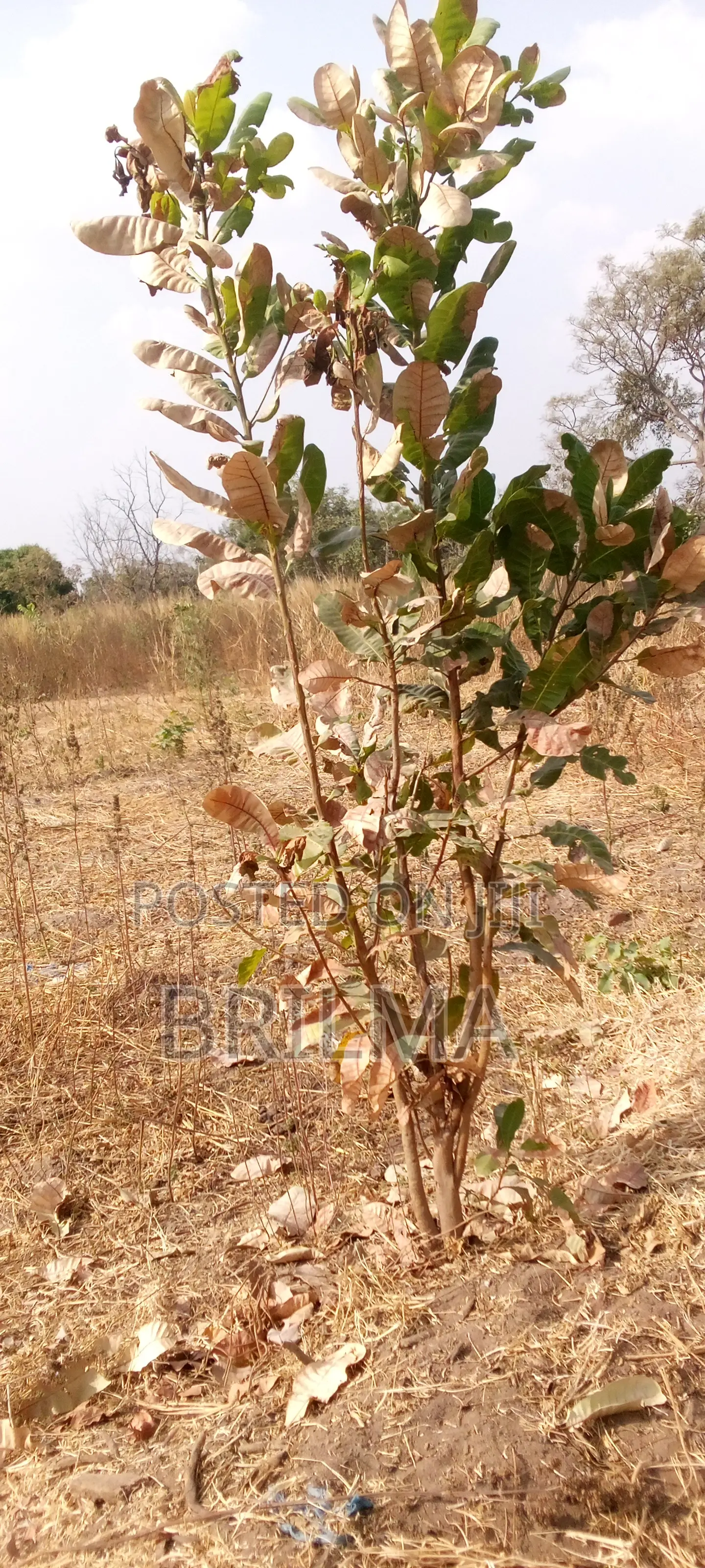 915 SQM of Plot for Sale in Gaduwa in Gaduwa