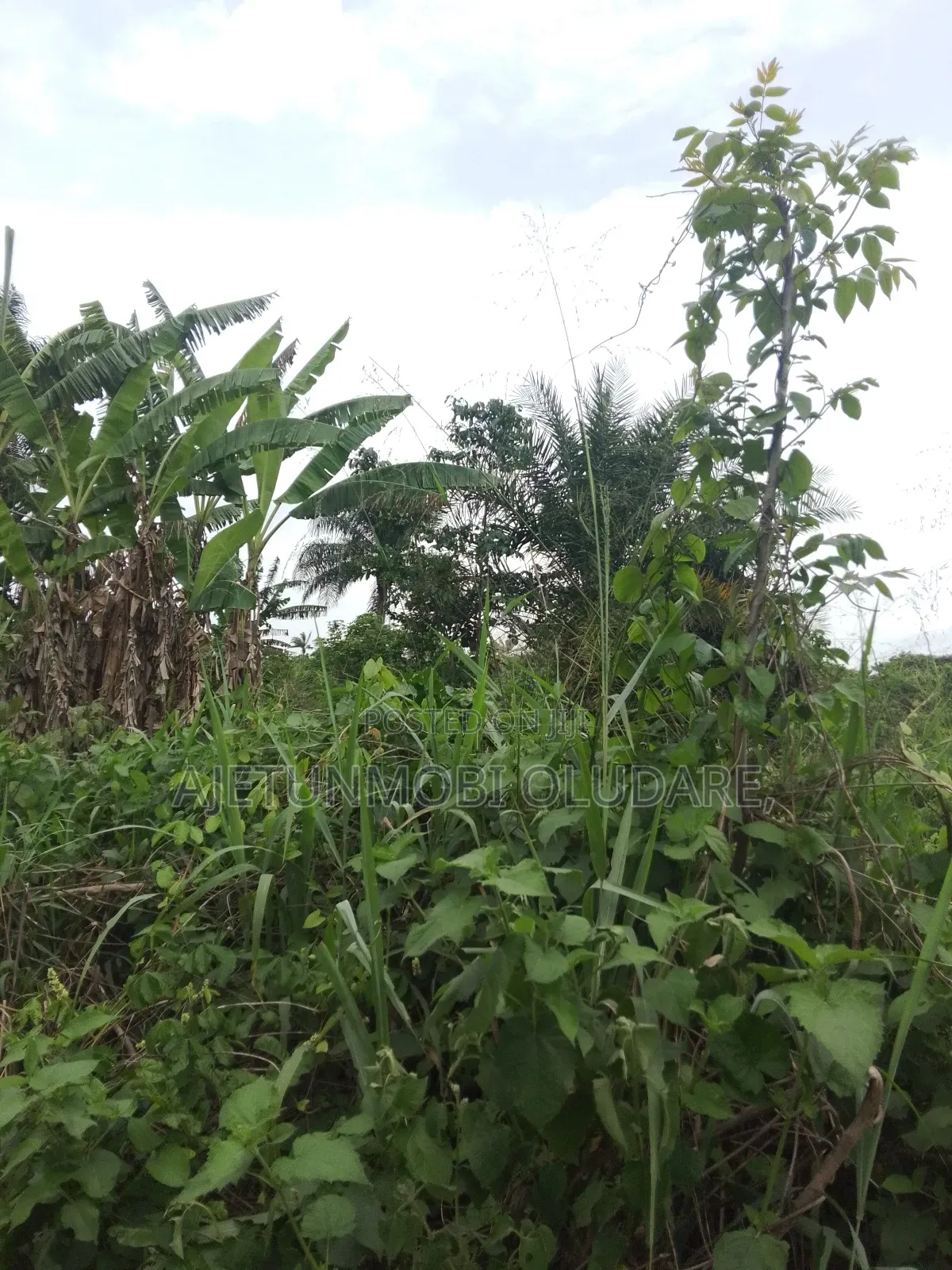 200 Plots of Farmland for Sale in Ado Ekiti