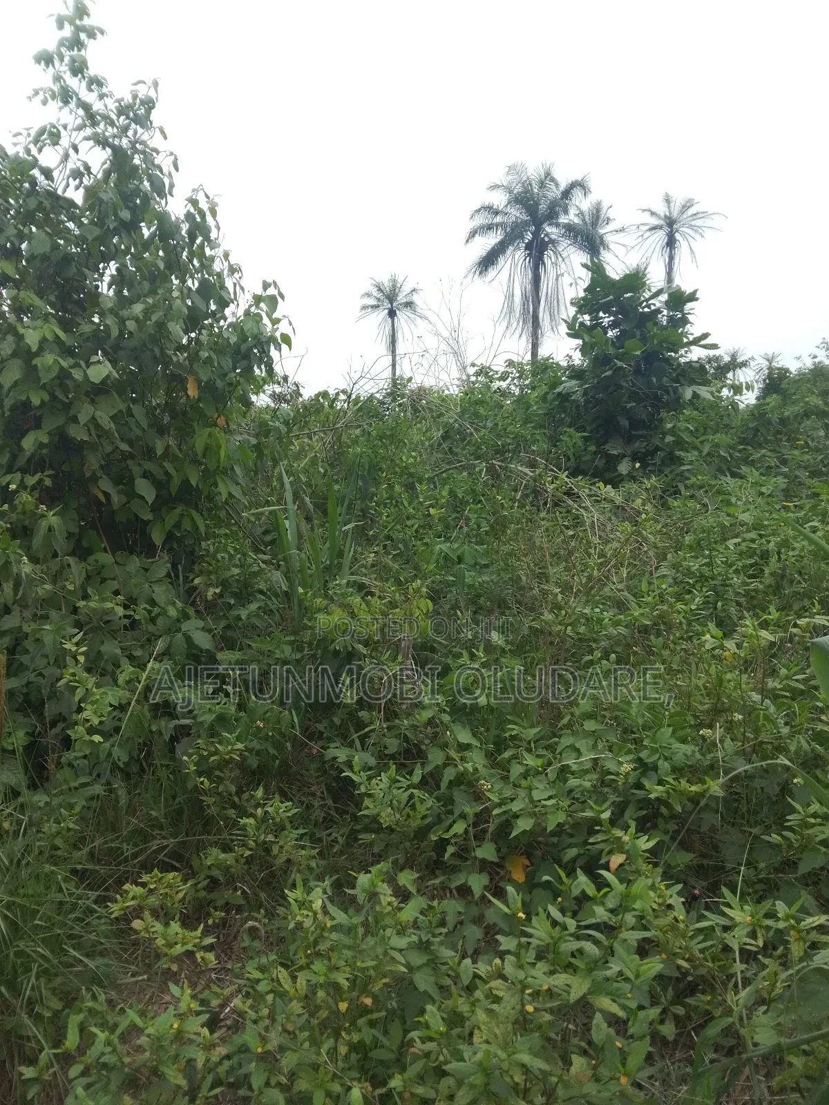 200 Plots of Farmland for Sale in Ado Ekiti
