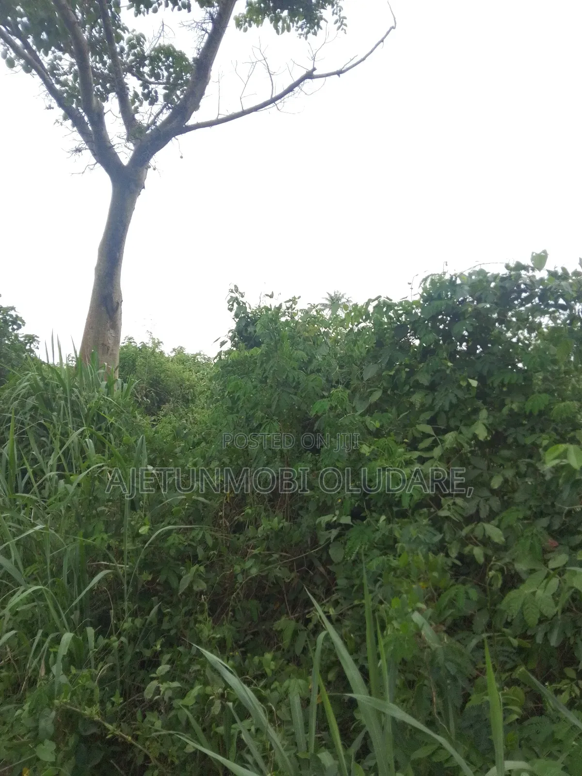200 Plots of Farmland for Sale in Ado Ekiti