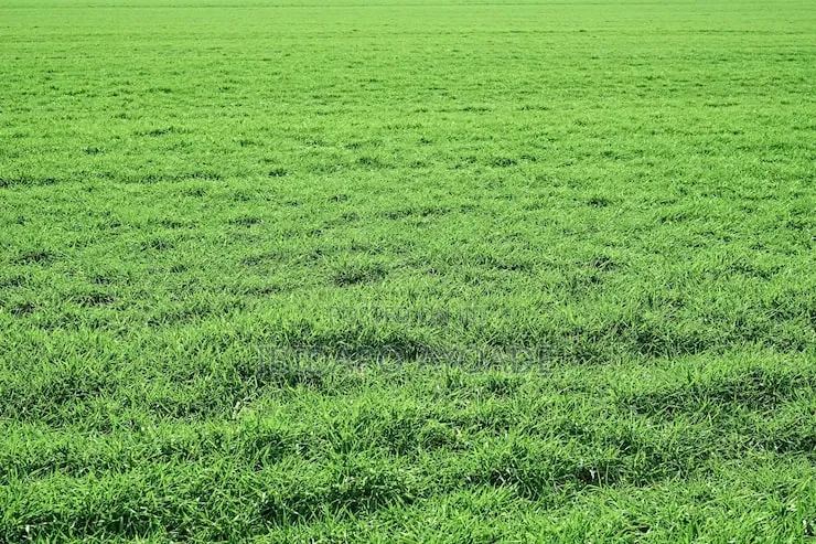 Farmland In Gaube Kuje in Kuje