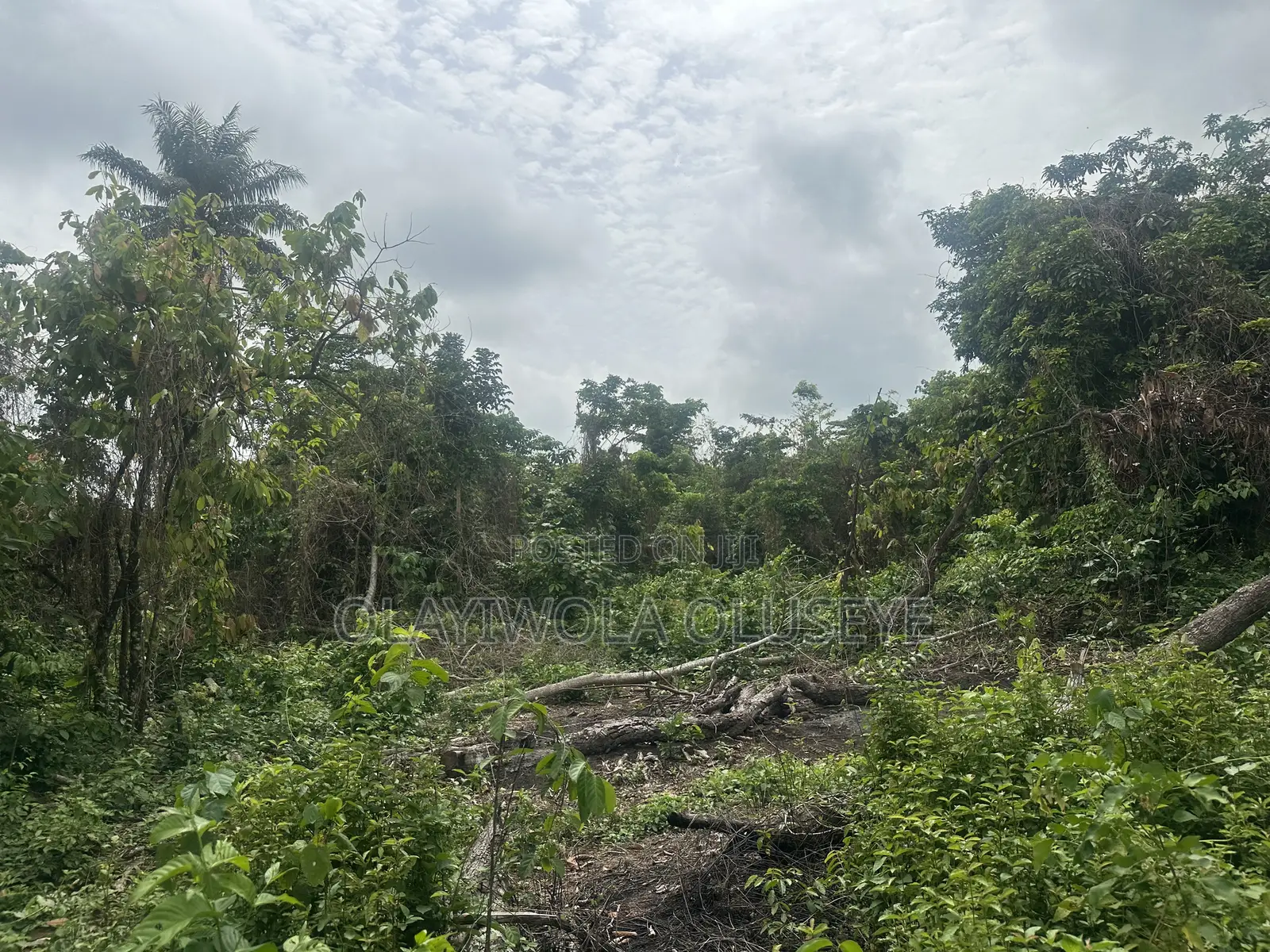 150 Acres Of Farmland Available For Sale In Ogun State, Nigeria in Obafemi-Owode
