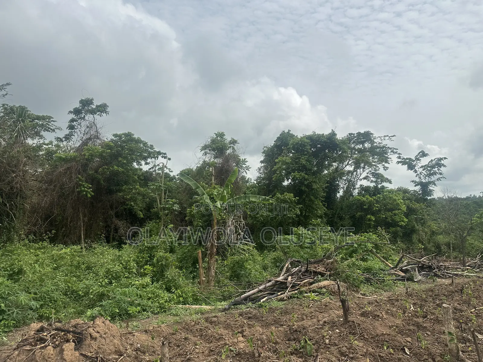 150 Acres Of Farmland Available For Sale In Ogun State, Nigeria in Obafemi-Owode